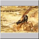 Coleocentrus excitator - Schlupfwespe 10.jpg